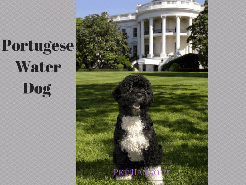 portugese water dog